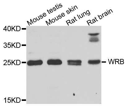 WRB Antibody - Western blot analysis of extracts of various cells.