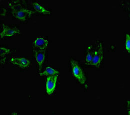 WRB Antibody - Immunofluorescent analysis of Hela cells diluted at 1:100 and Alexa Fluor 488-congugated AffiniPure Goat Anti-Rabbit IgG(H+L)