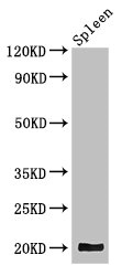 WRB Antibody - Western Blot Positive WB detected in:Mouse spleen tissue All Lanes: WRB antibody at 3.4ug/ml Secondary Goat polyclonal to rabbit IgG at 1/50000 dilution Predicted band size: 20,17 kDa Observed band size: 20 kDa