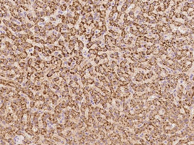 WRB Antibody - Immunochemical staining of human WRB in human liver with rabbit polyclonal antibody at 1:100 dilution, formalin-fixed paraffin embedded sections.