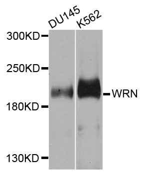 WRN Antibody - Western blot analysis of extracts of various cells.