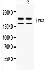 WRN Antibody - Western blot - Anti-WRN Picoband Antibody