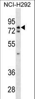 WRNIP1 / WHIP Antibody - WRNIP1 Antibody western blot of NCI-H292 cell line lysates (35 ug/lane). The WRNIP1 antibody detected the WRNIP1 protein (arrow).