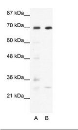 WRNIP1 / WHIP Antibody - A: Marker, B: HepG2 Cell Lysate.  This image was taken for the unconjugated form of this product. Other forms have not been tested.
