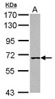 WRNIP1 / WHIP Antibody - Sample (30 ug of whole cell lysate) A: A431 7.5% SDS PAGE WRNIP1 / WHIP antibody diluted at 1:1000