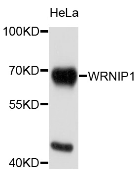 WRNIP1 / WHIP Antibody - Western blot analysis of extracts of HeLa cells.