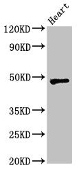 WSB1 Antibody - Positive Western Blot detected in Rat heart tissue. All lanes: WSB1 antibody at 2.5 µg/ml Secondary Goat polyclonal to rabbit IgG at 1/50000 dilution. Predicted band size: 48, 31, 28, 25 KDa. Observed band size: 48 KDa