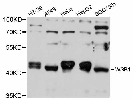 WSB1 Antibody - Western blot analysis of extracts of various cell lines, using WSB1 antibody at 1:1000 dilution. The secondary antibody used was an HRP Goat Anti-Rabbit IgG (H+L) at 1:10000 dilution. Lysates were loaded 25ug per lane and 3% nonfat dry milk in TBST was used for blocking. An ECL Kit was used for detection and the exposure time was 10s.