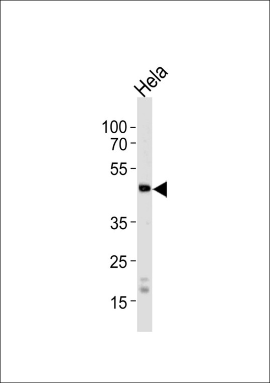 WSB2 Antibody - Western blot of lysate from HeLa cell line, using WSB2 Antibody. Antibody was diluted at 1:1000 at each lane. A goat anti-rabbit IgG H&L (HRP) at 1:5000 dilution was used as the secondary antibody. Lysate at 35ug per lane.
