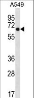 WSCD2 Antibody - WSCD2 Antibody western blot of A549 cell line lysates (35 ug/lane). The WSCD2 antibody detected the WSCD2 protein (arrow).