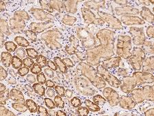 WSCD2 Antibody - Immunochemical staining of human WSCD2 in human kidney with rabbit polyclonal antibody at 1:100 dilution, formalin-fixed paraffin embedded sections.