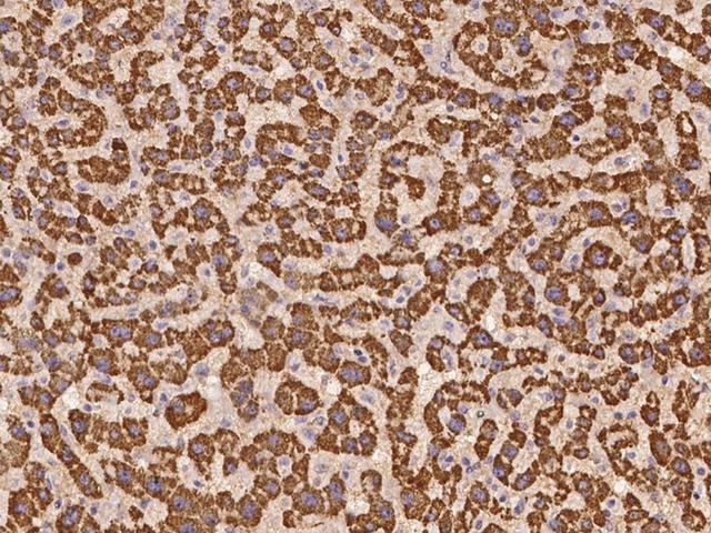 WSCD2 Antibody - Immunochemical staining of human WSCD2 in human liver with rabbit polyclonal antibody at 1:100 dilution, formalin-fixed paraffin embedded sections.