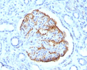WT1 / Wilms Tumor 1 Antibody - IHC testing of formalin-fixed, paraffin-embedded human kidney stained with Wilms Tumor 1 antibody (clone SPM361). This image was taken for the unmodified form of this product. Other forms have not been tested.