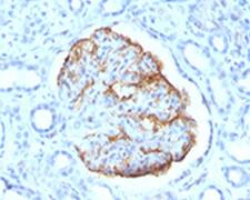 WT1 / Wilms Tumor 1 Antibody - IHC testing of formalin-fixed, paraffin-embedded human kidney stained with Wilms Tumor 1 antibody (clone SPM361).