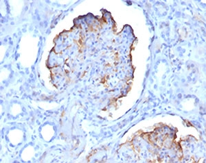 WT1 / Wilms Tumor 1 Antibody - IHC testing of formalin-fixed, paraffin-embedded human kidney stained with WT1 antibody (clones WT1/857 + 6F-H2).