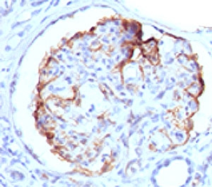 WT1 / Wilms Tumor 1 Antibody - IHC testing of formalin-fixed, paraffin-embedded human kidney stained with WT1 antibody (clone WLMT1-1). This image was taken for the unmodified form of this product. Other forms have not been tested.