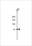 WT5 / POU6F2 Antibody - POU6F2 Antibody western blot of 293 cell line lysates (35 ug/lane). The POU6F2 antibody detected the POU6F2 protein (arrow).