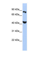 WT5 / POU6F2 Antibody - POU6F2 antibody Western blot of HepG2 cell lysate. This image was taken for the unconjugated form of this product. Other forms have not been tested.