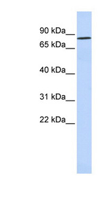 WT5 / POU6F2 Antibody - POU6F2 antibody Western blot of Fetal Heart lysate. This image was taken for the unconjugated form of this product. Other forms have not been tested.