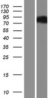 WT5 / POU6F2 Protein - Western validation with an anti-DDK antibody * L: Control HEK293 lysate R: Over-expression lysate