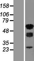 WTAP Protein - Western validation with an anti-DDK antibody * L: Control HEK293 lysate R: Over-expression lysate