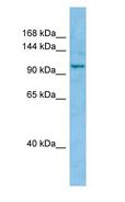 WWC1 / KIBRA Antibody - WWC1 / KIBRA antibody Western Blot of PANC1.  This image was taken for the unconjugated form of this product. Other forms have not been tested.