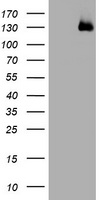WWC1 / KIBRA Antibody - HEK293T cells were transfected with the pCMV6-ENTRY control (Left lane) or pCMV6-ENTRY WWC1 (Right lane) cDNA for 48 hrs and lysed. Equivalent amounts of cell lysates (5 ug per lane) were separated by SDS-PAGE and immunoblotted with anti-WWC1.