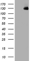 WWC1 / KIBRA Antibody - HEK293T cells were transfected with the pCMV6-ENTRY control (Left lane) or pCMV6-ENTRY WWC1 (Right lane) cDNA for 48 hrs and lysed. Equivalent amounts of cell lysates (5 ug per lane) were separated by SDS-PAGE and immunoblotted with anti-WWC1.