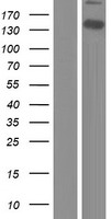 WWC2 Protein - Western validation with an anti-DDK antibody * L: Control HEK293 lysate R: Over-expression lysate