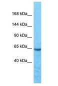 WWC3 Antibody - WWC3 antibody Western Blot of Jurkat. Antibody dilution: 1 ug/ml.  This image was taken for the unconjugated form of this product. Other forms have not been tested.