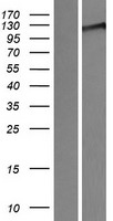 WWC3 Protein - Western validation with an anti-DDK antibody * L: Control HEK293 lysate R: Over-expression lysate
