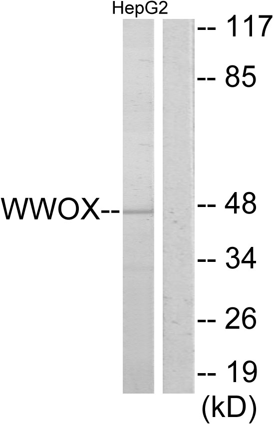 WWOX Antibody - Western blot analysis of lysates from HepG2 cells, using WWOX Antibody. The lane on the right is blocked with the synthesized peptide.