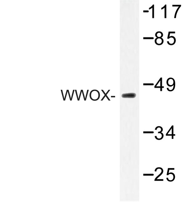 WWOX Antibody - Western blot of WWOX (A7) pAb in extracts from HepG2 cells.