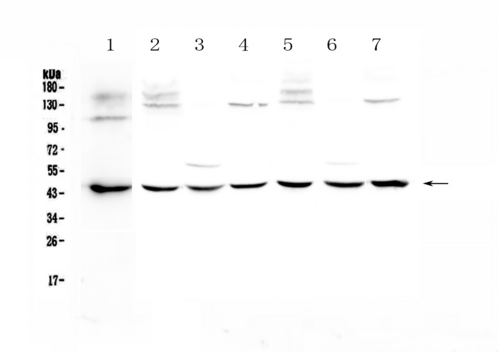 WWOX Antibody - Western blot - Anti-WWOX Picoband antibody