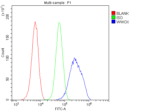 WWOX Antibody - Flow Cytometry analysis of U20S cells using anti-WWOX antibody. Overlay histogram showing U20S cells stained with anti-WWOX antibody (Blue line). The cells were blocked with 10% normal goat serum. And then incubated with rabbit anti-WWOX Antibody (1µg/10E6 cells) for 30 min at 20°C. DyLight®488 conjugated goat anti-rabbit IgG (5-10µg/10E6 cells) was used as secondary antibody for 30 minutes at 20°C. Isotype control antibody (Green line) was rabbit IgG (1µg/10E6 cells) used under the same conditions. Unlabelled sample (Red line) was also used as a control.
