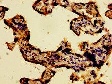 WWOX Antibody - Immunohistochemistry image of paraffin-embedded human placenta tissue at a dilution of 1:100