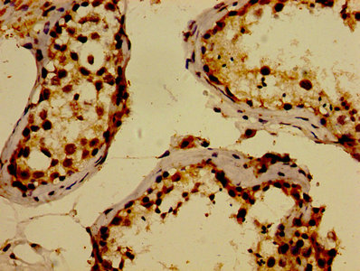 WWOX Antibody - Immunohistochemistry image of paraffin-embedded human testis tissue at a dilution of 1:100