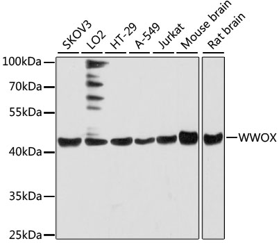 WWOX Antibody - Western blot analysis of extracts of various cell lines, using WWOX antibody at 1:3000 dilution. The secondary antibody used was an HRP Goat Anti-Rabbit IgG (H+L) at 1:10000 dilution. Lysates were loaded 25ug per lane and 3% nonfat dry milk in TBST was used for blocking. An ECL Kit was used for detection and the exposure time was 10s.