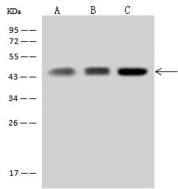 WWOX Antibody - Anti-WWOX rabbit polyclonal antibody at 1:500 dilution Lane A: Raji Whole Cell Lysate. Lane B: Mouse brain tissue lysate. Lane C: U-251 MG Whole Cell Lysate. Lysates/proteins at 30 ug per lane. Secondary Goat Anti-Rabbit IgG (H+L)/HRP at 1/10000 dilution. Developed using the ECL technique. Performed under reducing conditions. Predicted band size: 47 kDa. Observed band size: 47 kDa.