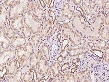WWOX Antibody - Immunochemical staining of human WWOX in human kidney with rabbit polyclonal antibody at 1:100 dilution, formalin-fixed paraffin embedded sections.
