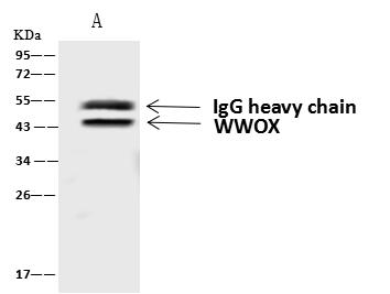 WWOX Antibody - WWOX was immunoprecipitated using: Lane A: 0.5 mg U251MG Whole Cell Lysate. 4 uL anti-WWOX rabbit polyclonal antibody and 60 ug of Immunomagnetic beads Protein A/G. Primary antibody: Anti-WWOX rabbit polyclonal antibody, at 1:100 dilution. Secondary antibody: Goat Anti-Rabbit IgG (H+L)/HRP at 1/10000 dilution. Developed using the ECL technique. Performed under reducing conditions. Predicted band size: 47 kDa. Observed band size: 43 kDa.
