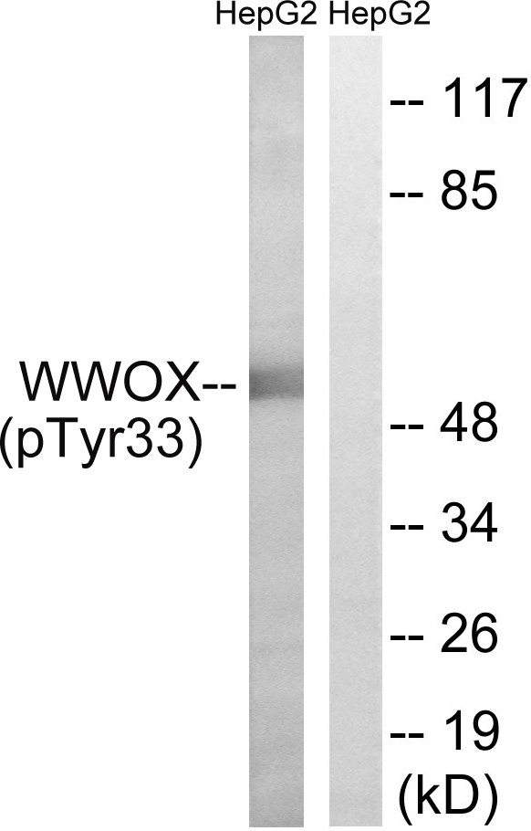 WWOX Antibody - Western blot analysis of lysates from HepG2 cells treated with PMA 125ng/ml 30', using WWOX (Phospho-Tyr33) Antibody. The lane on the right is blocked with the phospho peptide.