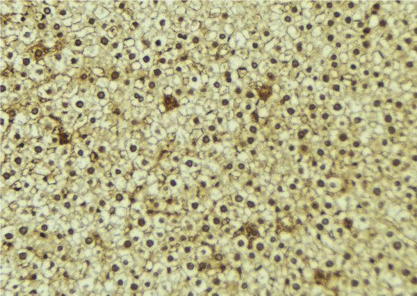 WWP1 Antibody - 1:100 staining mouse liver tissue by IHC-P. The sample was formaldehyde fixed and a heat mediated antigen retrieval step in citrate buffer was performed. The sample was then blocked and incubated with the antibody for 1.5 hours at 22°C. An HRP conjugated goat anti-rabbit antibody was used as the secondary.