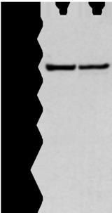 WWP1 Antibody - Western blot analysis of 231 and hela cell  using WWP1 Polyclonal Antibody at dilution of 1:300