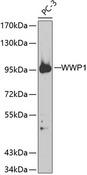WWP1 Antibody - Western blot analysis of extracts of PC-3 cells using WWP1 Polyclonal Antibody.