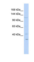 WWP1 Antibody - WWP1 antibody Western blot of 293T cell lysate. This image was taken for the unconjugated form of this product. Other forms have not been tested.
