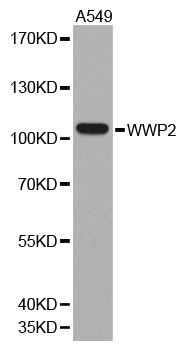 WWP2 Antibody - Western blot analysis of extracts of A549 cells.