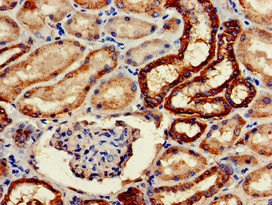 WWP2 Antibody - Immunohistochemistry of paraffin-embedded human kidney tissue at dilution of 1:100
