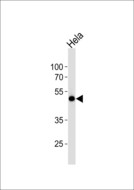 WWTR1 / TAZ Antibody - Western blot of lysate from HeLa cell line, using WWTR1 antibody diluted at 1:1000. A goat anti-rabbit IgG H&L (HRP) at 1:10000 dilution was used as the secondary antibody. Lysate at 20 ug.