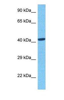 WWTR1 / TAZ Antibody - Western blot of WWTR1 Antibody with human 786-0 Whole Cell lysate.  This image was taken for the unconjugated form of this product. Other forms have not been tested.